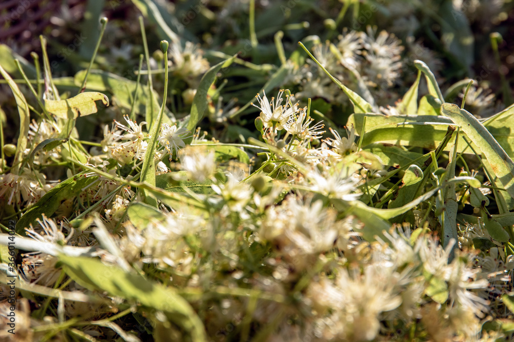 Linden flowers in sun light. Close-up. Healthy herbal tea from nature Linden flowers in sun light. Close-up. Healthy herbal tea from nature