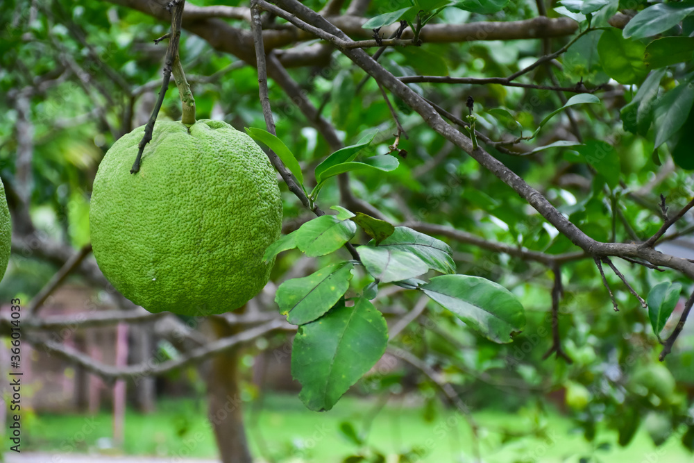 Pomelo hanging on its branches and tree. Pomelo hanging on its branches and tree.