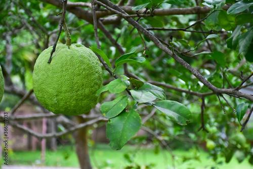 Pomelo hanging on its branches and tree.