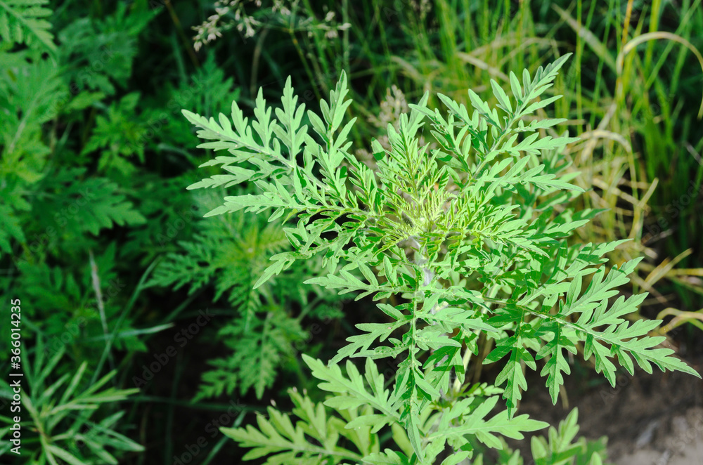 Ambrosia is a source of allergies. Blooming ragweed in nature. Ambrosia is a source of allergies. Blooming ragweed in nature.