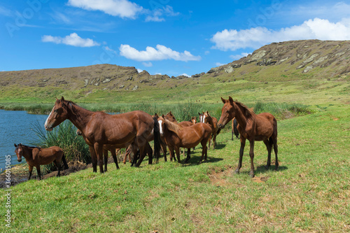 Horses in the Rano Raraku crater, Rapa Nui National Park, Easter Island, Chile