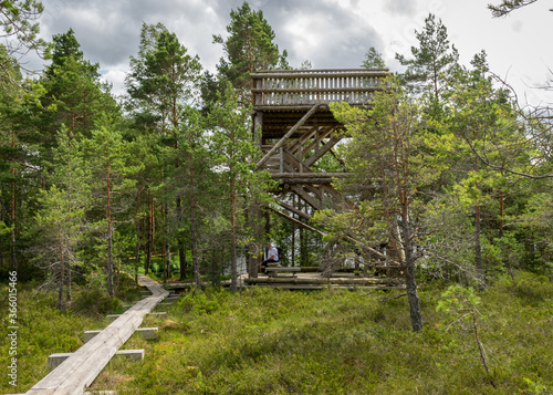 landscape with a wooden nature observation tower on the side of the bog  traditional bog vegetation background