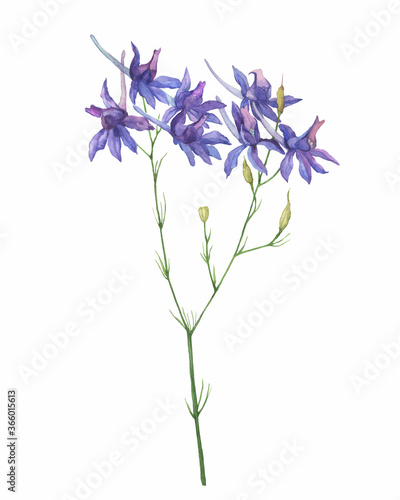 Closeup of a branch of the field larkspur flowers (known as Consolida regalis, rocket-larkspur). Watercolor hand drawn painting illustration isolated on white background.