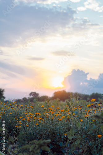 calendula's flowers at sunset