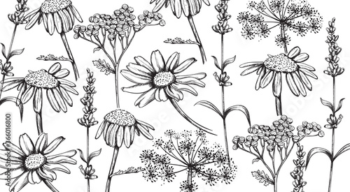 Chamomile, lavender and herbal flowers in line art style. Vectors