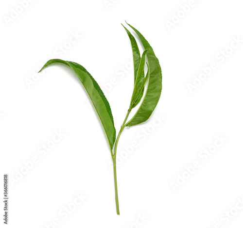 branch with green peach leaves isolated on white background