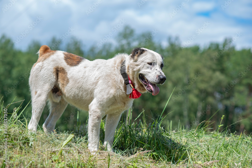 Alabai stands on the grass against the background of the forest and sky. Photographed close-up. Alabai stands on the grass against the background of the forest and sky. Photographed close-up.