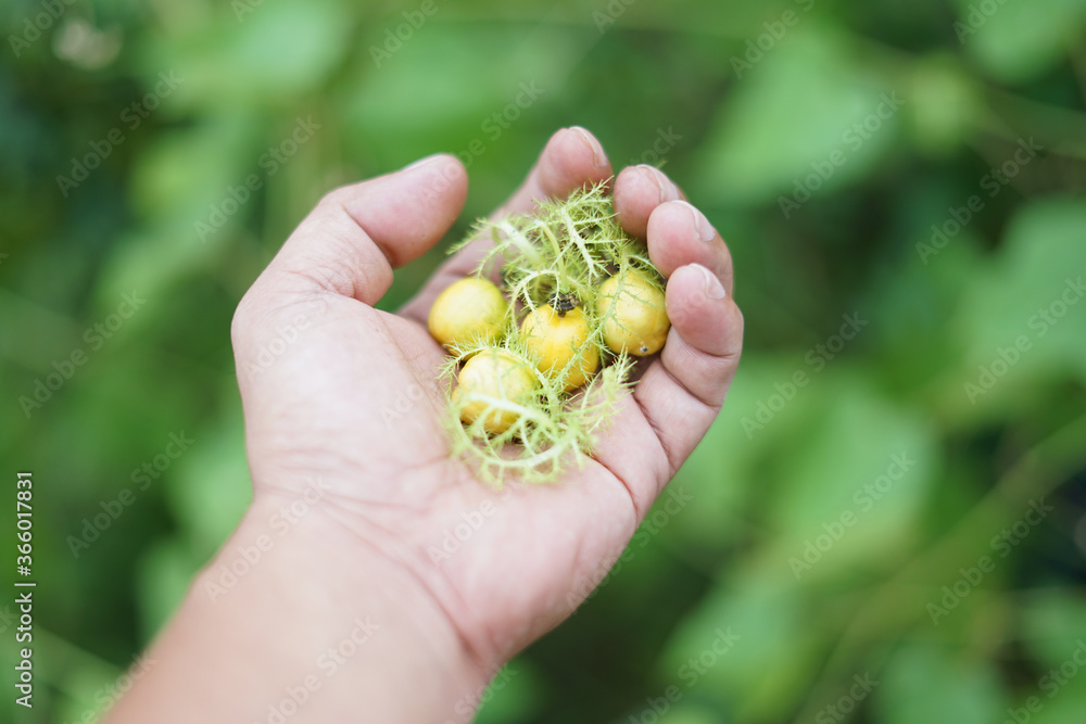 Wild Water Lemon or Passiflora foetida, Fresh Asian fruit Wild Water Lemon or Passiflora foetida, Fresh Asian fruit