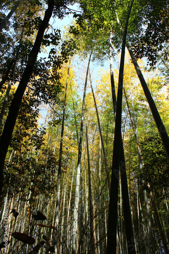 Arashiyama Bamboo Grove  Kyoto  Japan