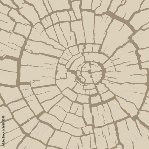 Cracked wood texture, radial cross section. Wooden cut of a tree log. Pattern of cracks on an old stump. Vector background