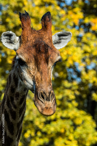 Giraffe  Giraffa camelopardalis 