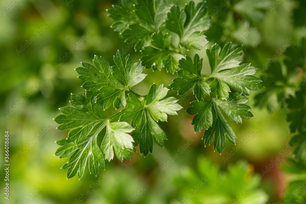 Parsley plant on outdoor. Petroselinum crispum Parsley plant on outdoor. Petroselinum crispum
