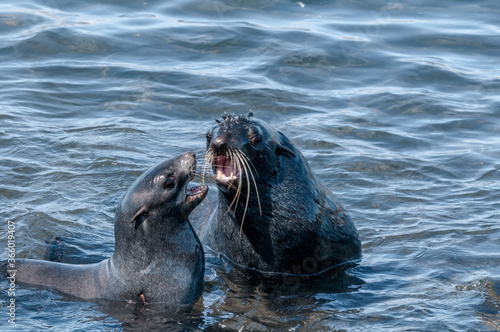 Northern Fur Seal (Callorhinus ursinus) at hauling-out in St. George Island, Pribilof Islands, Alaska, USA photo