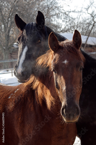 Mother horse with foal on the summer stud farm © horsemen