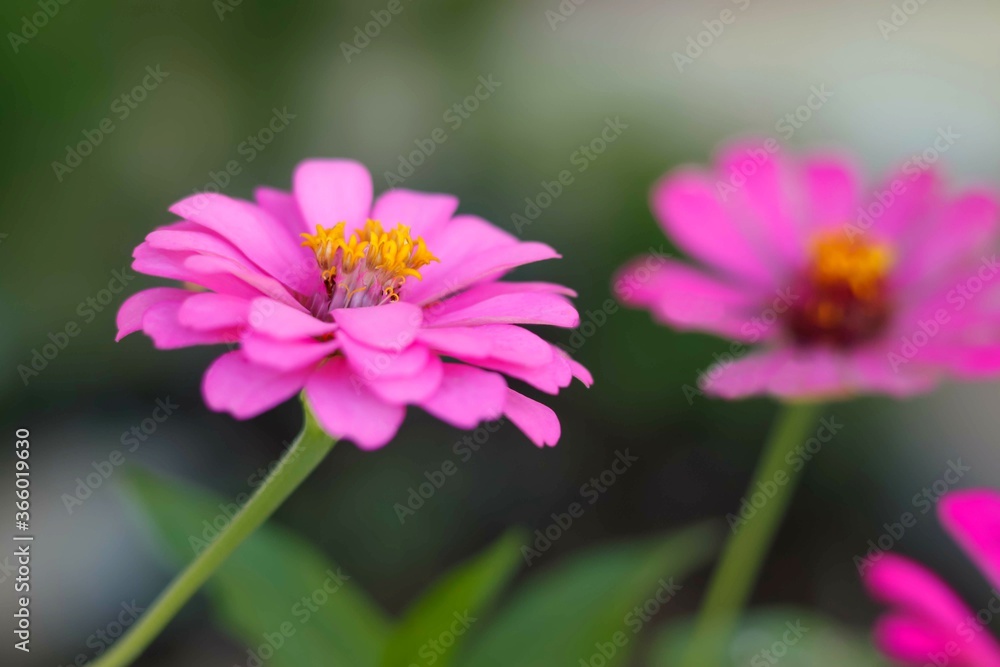 Pink zinnia flower in bloom. Summer flower. Summer plant. Midsummer flowers