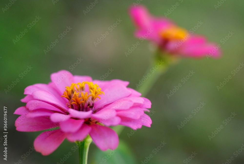 Pink zinnia flower in bloom. Summer flower. Summer plant. Midsummer flowers