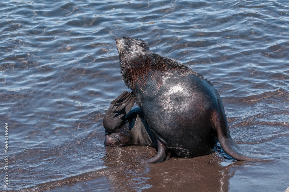 Fototapeta premium Northern Fur Seal (Callorhinus ursinus) at hauling-out in St. George Island, Pribilof Islands, Alaska, USA