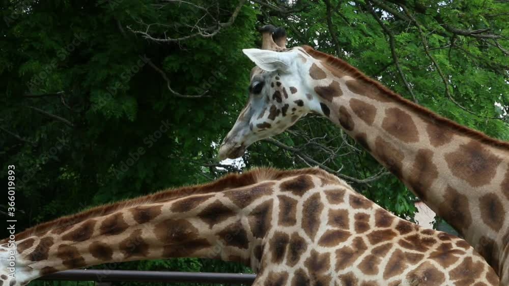 Two Giraffes chewing food near trees, nature Two Giraffes chewing food near trees, nature