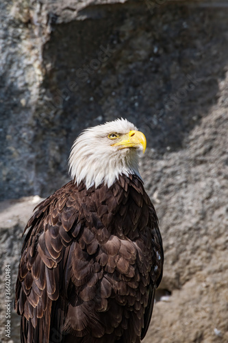 Bald Eagle (Haliaeetus leucocephalus) at Chowiet Island, Semidi Islands, Alaska, USA © Nick Taurus