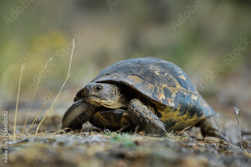 Foto Spur-thighed Tortoise - Testudo graeca, beautiful tortoise from European hills and meadows, Eastern Rodope mountains, Bulgaria