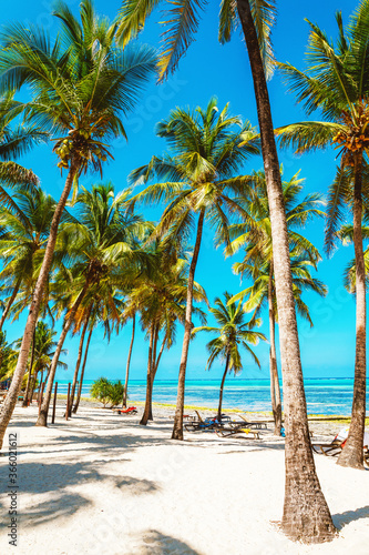 Coconut palm trees on bright sandy beach