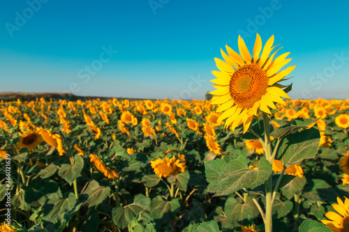 Sunflower on a farm field  against the blue sky sunny morning  looks at the sun. Commercial blank for packaging and advertising. Copy space.