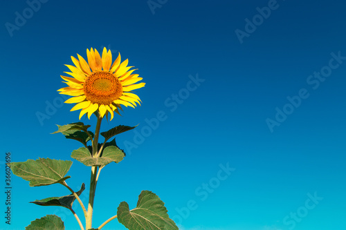 Sunflower on a farm field  against the blue sky sunny morning  looks at the sun. Commercial blank for packaging and advertising. Copy space.