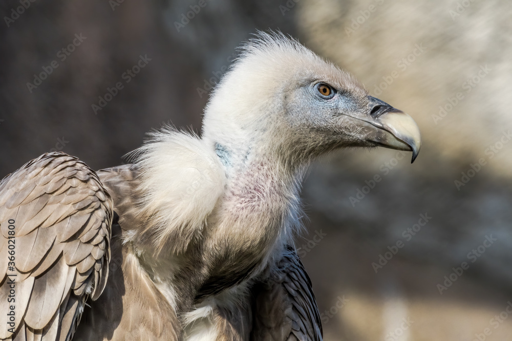 Fototapeta premium Griffon Vulture (Gyps fulvus) in Caucasus, Republic of Dagestan, Russia