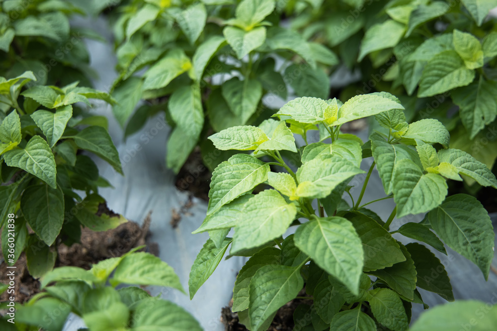 Basilico Vana Tulsi - Ocimum Gratissimum - 20+ Semi - Semi - Semi