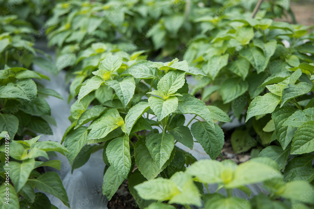 Tree basil or Shrubby basil (Ocimum gratissimum) spicy ingredient for cooking food. Tree basil leaves is herb for ayurvedic medicine. Tree basil or Shrubby basil (Ocimum gratissimum) spicy ingredient for cooking food. Tree basil leaves is herb for ayurvedic medicine.