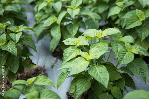 Wallpaper Mural Tree basil or  Shrubby basil (Ocimum gratissimum) spicy ingredient for cooking food. Tree basil leaves is herb for ayurvedic medicine. Torontodigital.ca