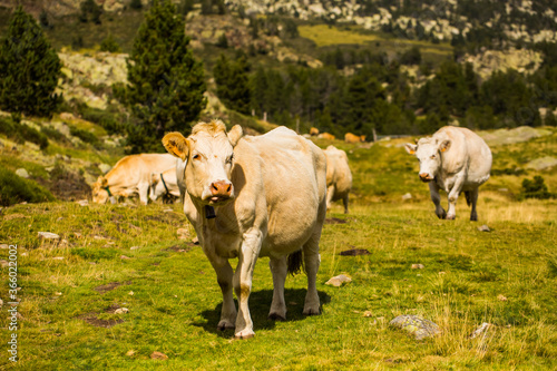 Fototapeta Naklejka Na Ścianę i Meble -  Mountain cow in La Cerdanya, Barcelona, Spain