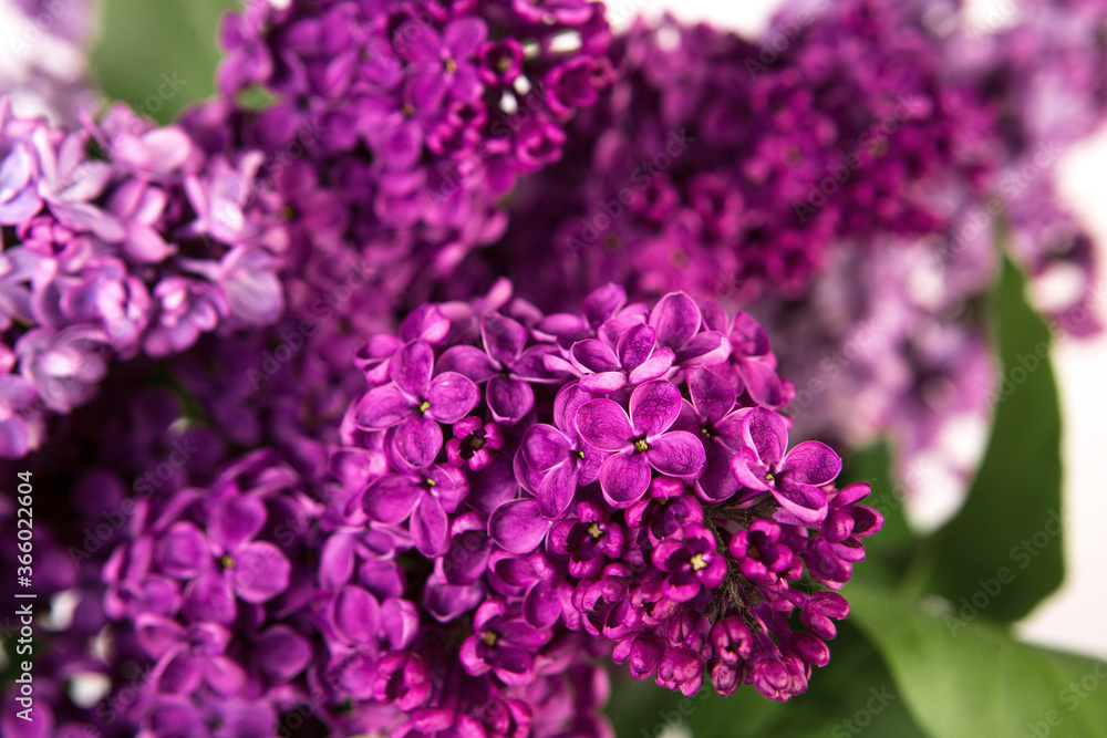 Close up of spring lilac violet flowers. Spring blossom. Close up of spring lilac violet flowers. Spring blossom.