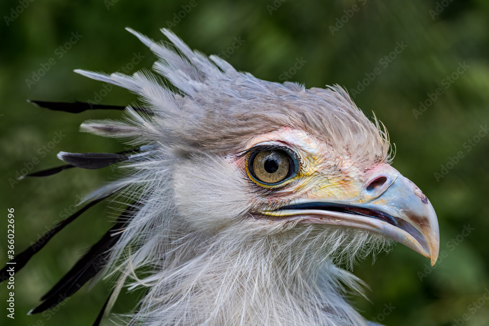 Fototapeta premium Secretarybird (Sagittarius serpentarius)