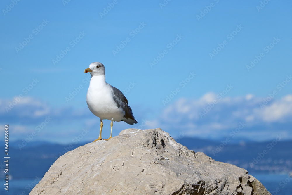 A seagull stands on a stone against a background of mountains and the sea. A seagull stands on a stone against a background of mountains and the sea.