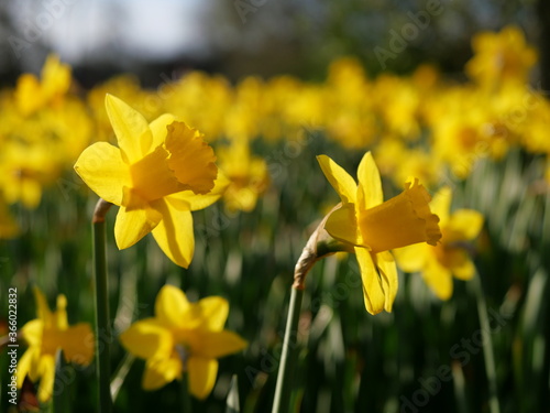 Fototapeta Naklejka Na Ścianę i Meble -  Yellow daffodils in spring
