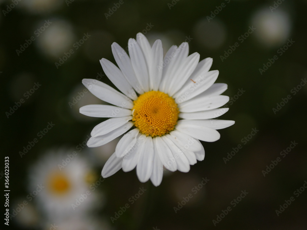 Daisy flower closeup Daisy flower closeup