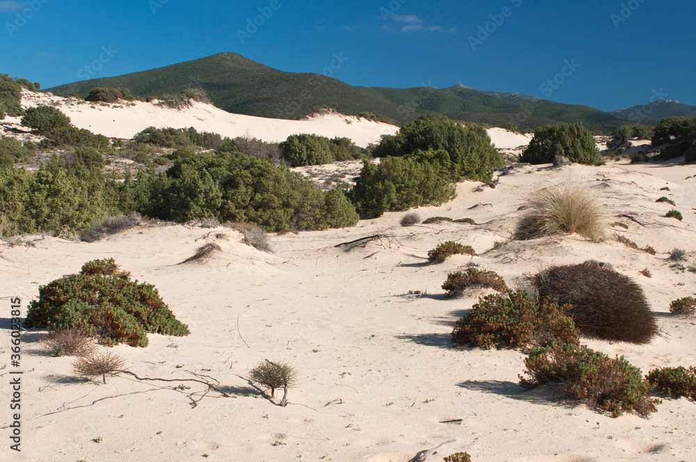 Dunes, Piscinas beach, Arbus, Medio Campidano Province, Sardinia, Italy, Europe