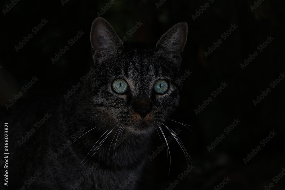 Beautiful dark cat with green eyes on a black background. Beautiful dark cat with green eyes on a black background.
