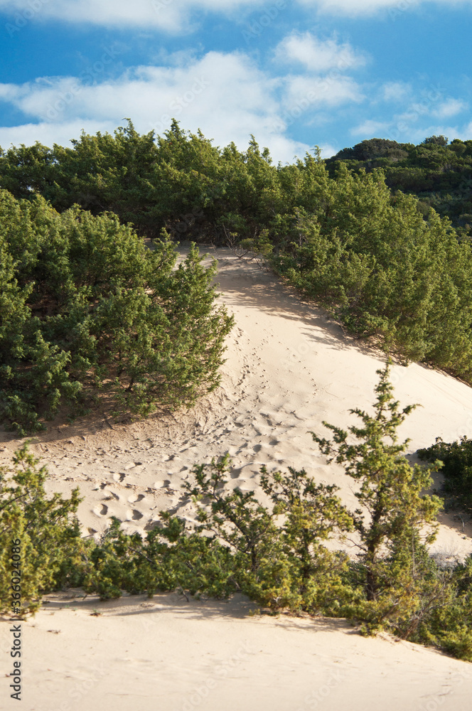 Dunes, Piscinas beach, Arbus, Medio Campidano Province, Sardinia, Italy, Europe Dunes, Piscinas beach, Arbus, Medio Campidano Province, Sardinia, Italy, Europe