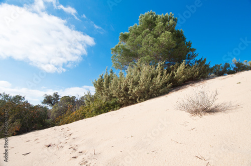 Dunes, Piscinas beach, Arbus, Medio Campidano Province, Sardinia, Italy, Europe photo