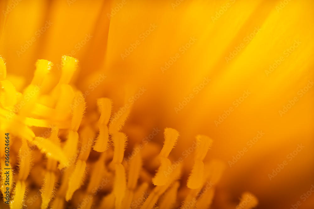 Extreme Macro photo of a beautiful Sunflower. Flower texture background. Extreme Macro photo of a beautiful Sunflower. Flower texture background.