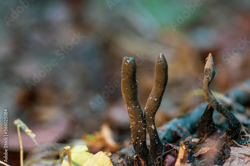 Dead Mans Fingers brown fungus growing woods closeup photo