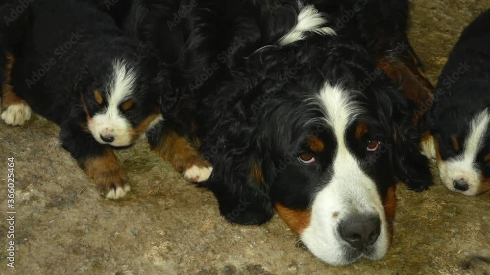 Bernese Mountain Dog.
Bernese Mountain Dogs lie in the enclosure with their mother. Lovely puppies. Bernese Mountain Dog.
Bernese Mountain Dogs lie in the enclosure with their mother. Lovely puppies.