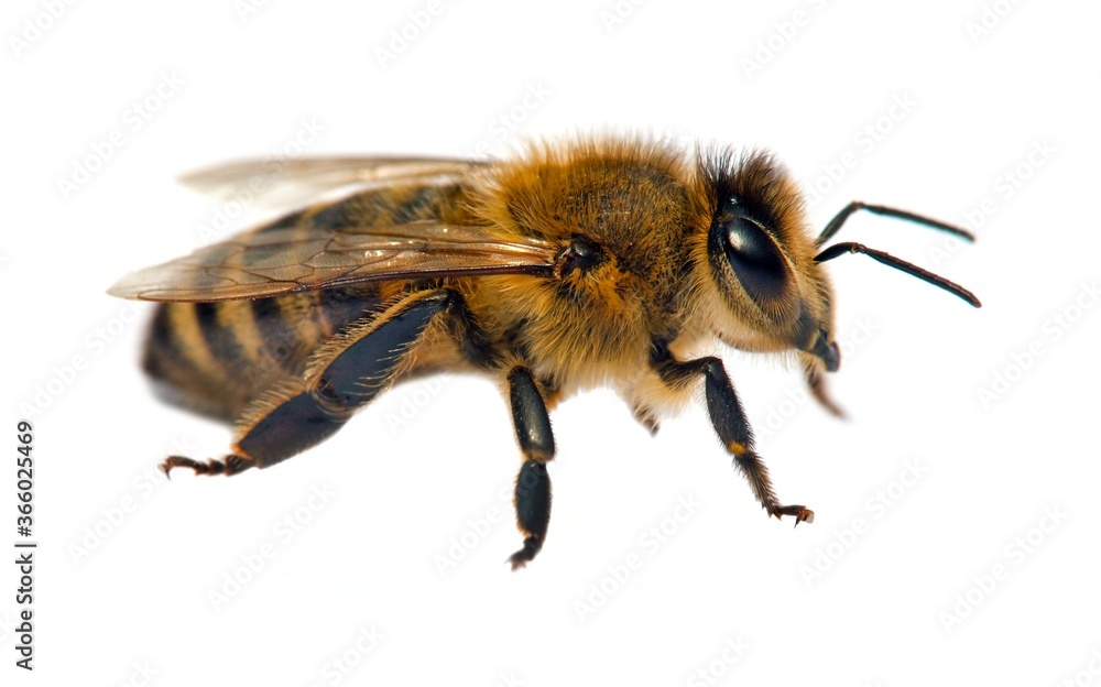 bee or honeybee in Latin Apis Mellifera bee or honeybee in Latin Apis Mellifera