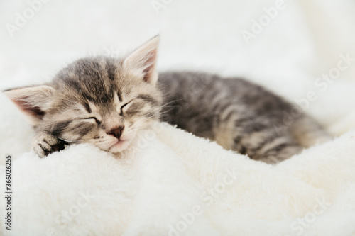 Striped tabby kitten sleeping on white fluffy plaid Closeup. Portrait with paw of beautiful fluffy gray kitten. Cat, animal baby, kitten lies in bed.