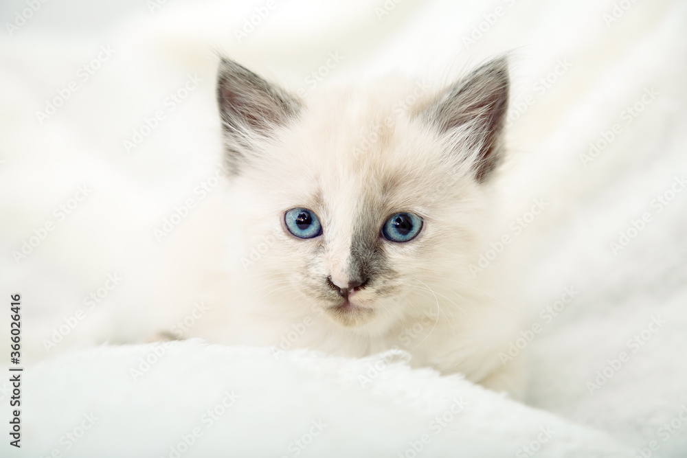 White kitten with blue eyes. Portrait of beautiful fluffy white kitten. Cat, animal baby, kitten with big eyes lies on white plaid and looking in camera