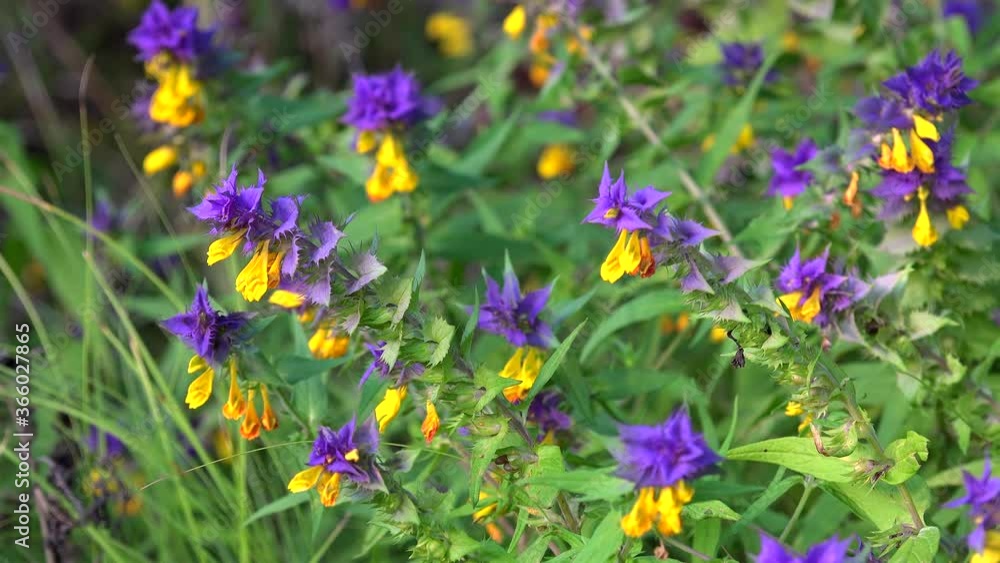 Blooming of the Melampyrum nemorosum. Blooming of the Melampyrum nemorosum.