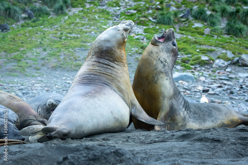 Elephant Seals at King penguin colony at St Andrews Bay, South Georgia