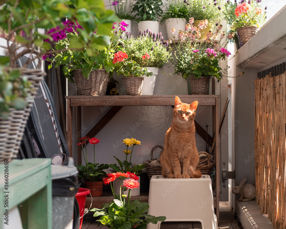 Red / ginger cat sits on a small stool on the balcony in front of a plant pot table with various outdoor plants and flowers - obrazy, fototapety, plakaty 